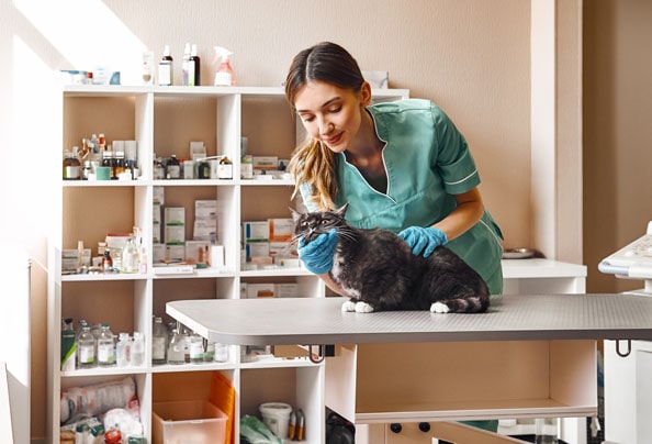 Diseño web para clínicas veterinarias